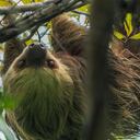 Especial Biodiversidad, Drummond