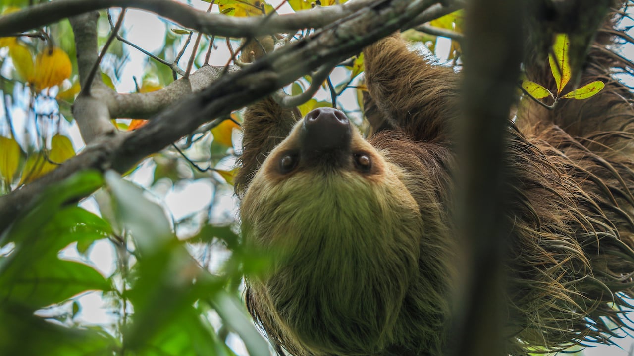 Especial Biodiversidad, Drummond