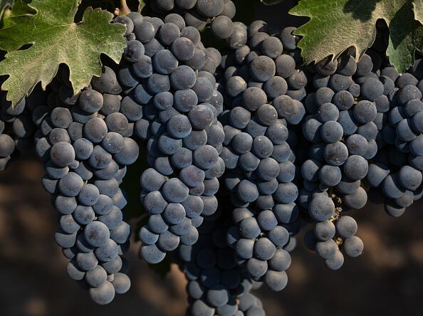Uno de los productos que se ha aconsejado, son las frutas de color oscuro como la uva negra, así como los arándanos, ya que son ricos en antioxidantes.  (Photo by George Rose/Getty Images)
