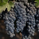 Uno de los productos que se ha aconsejado, son las frutas de color oscuro como la uva negra, así como los arándanos, ya que son ricos en antioxidantes. (Photo by George Rose/Getty Images)