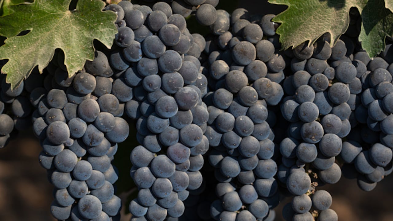 La uva es una de las frutas que se han destacado por sus propiedades y sobre las cuales, los especialistas han señalado que es importante su consumo debido a que hace grandes aportes a la salud.