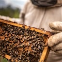 Especial Colombia País Sostenible, Abejas