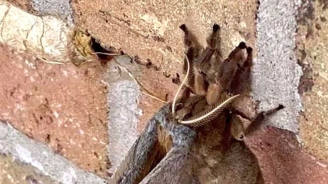 Fotos: rara especie de 'tarántulas con alas' genera pánico en México y Estados Unidos.