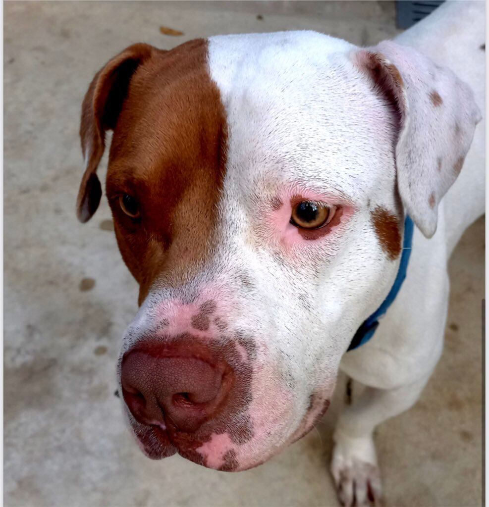 En este caso de maltrato animal hay un menor de edad involucrado.