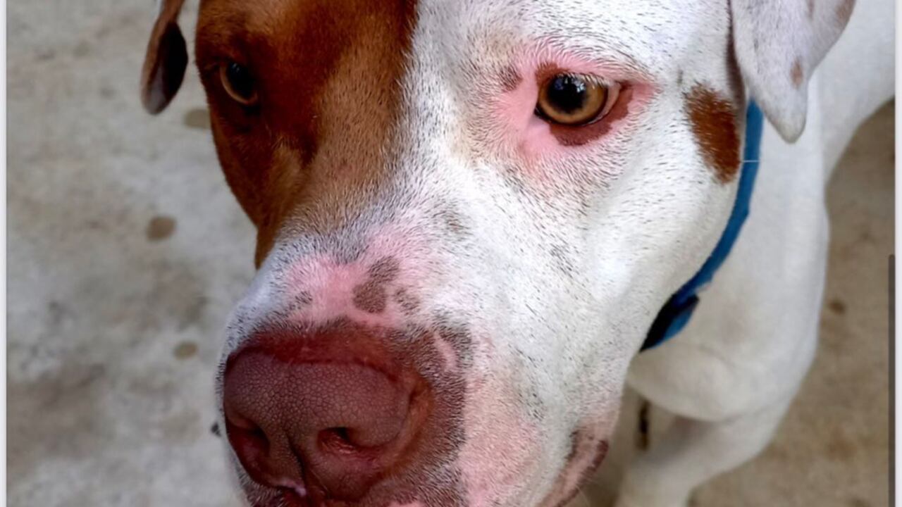 Se calcula que hay tres millones de perros y gatos callejeros, muchos de ellos maltratados