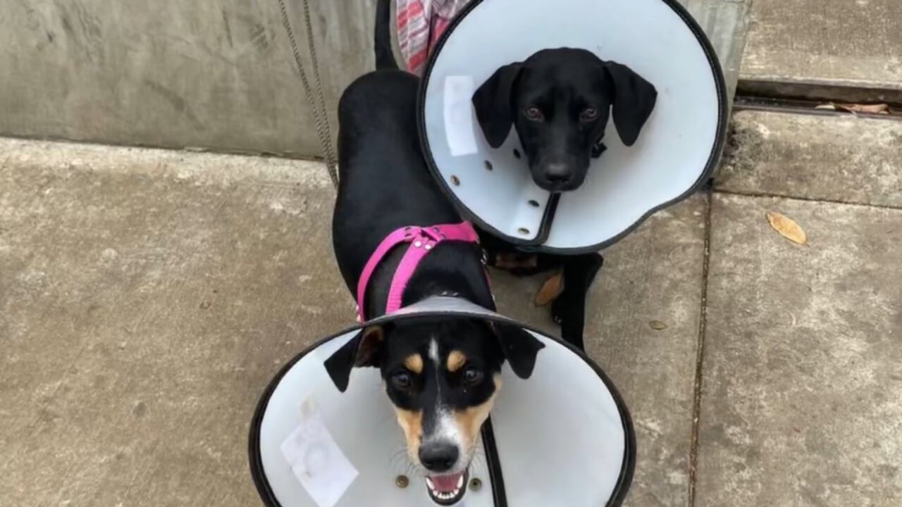 Mascotas abandonadas en Cali.