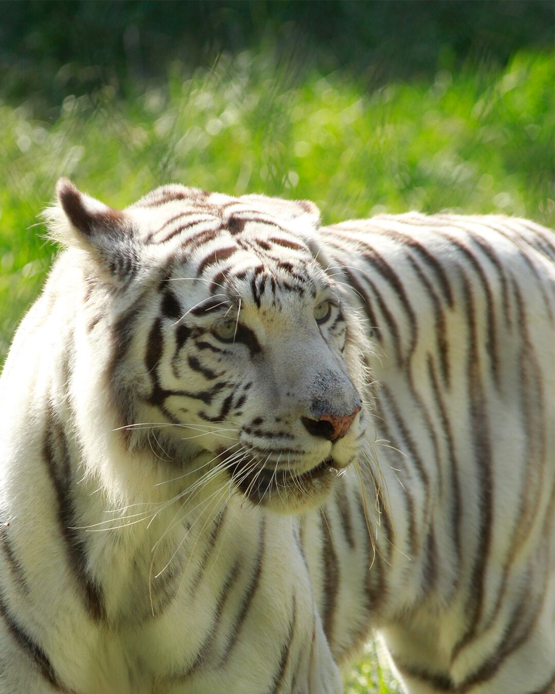 Indira, la tigresa de Bengala del Zoológico de Cali