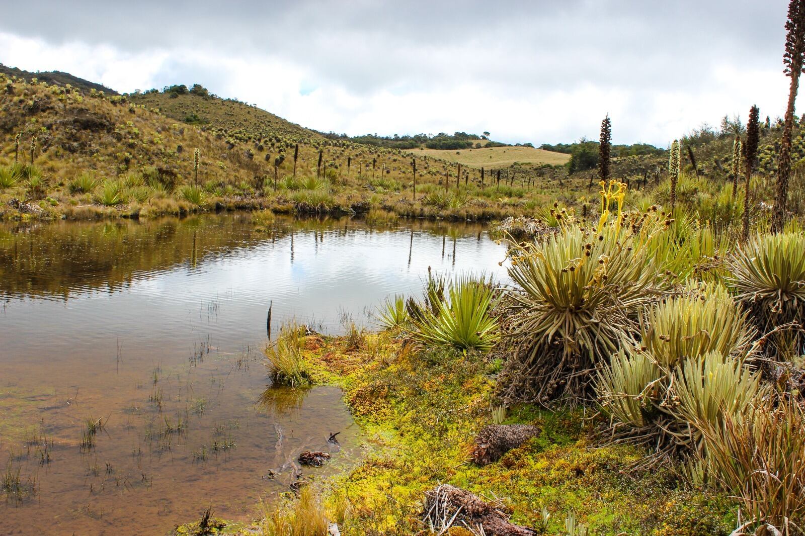 Protección de páramos en Bogotá y la región
