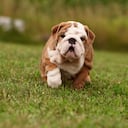 El Bulldog Inglés es uno de los perros más costosos del mundo.