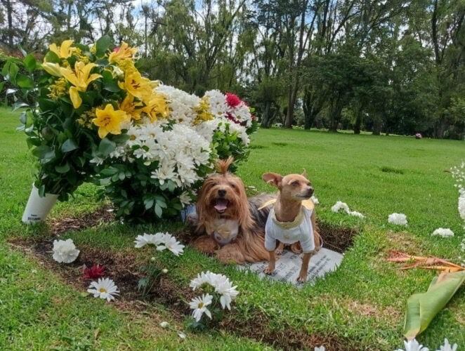 Mascotas de Mauricio Leal en la tumba del estilista.