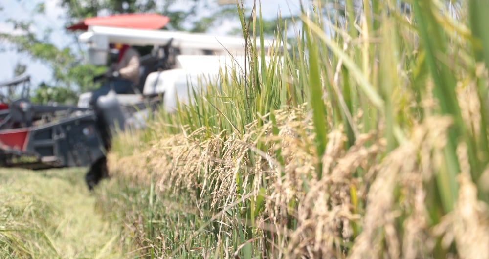 Cultivo de Arroz de la marca Blanquita