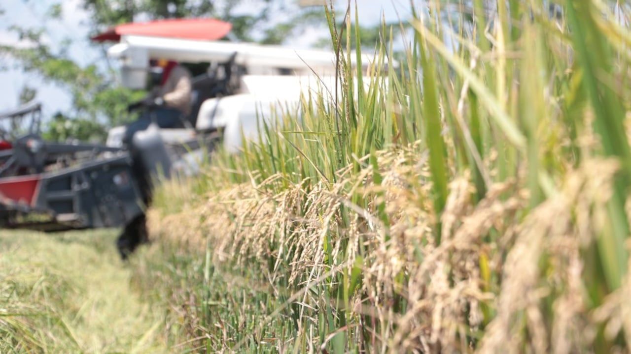 Los cultivadores de arroz han sostenido reuniones con los Ministerios de Agricultura y de Comercio para buscar soluciones a sus dificultades