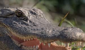 El caimán tenía 3,3 metros de largo