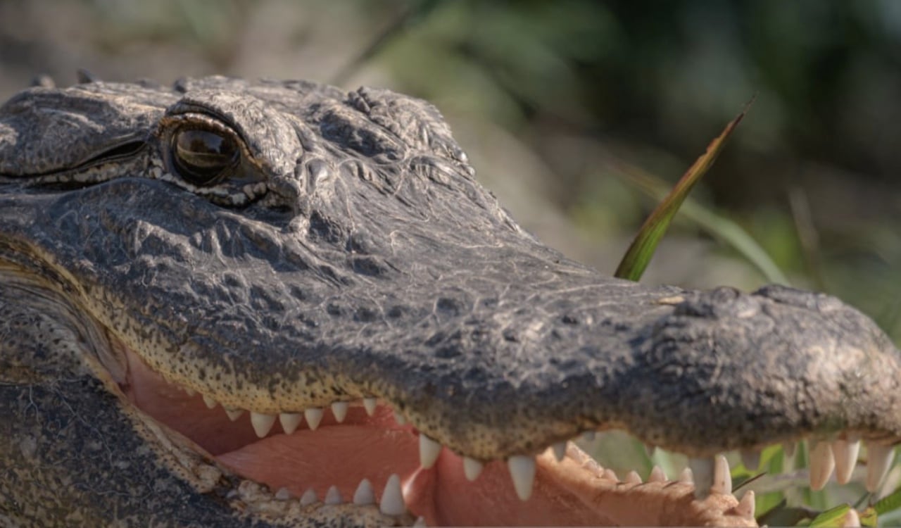 El caimán tenía 3,3 metros de largo