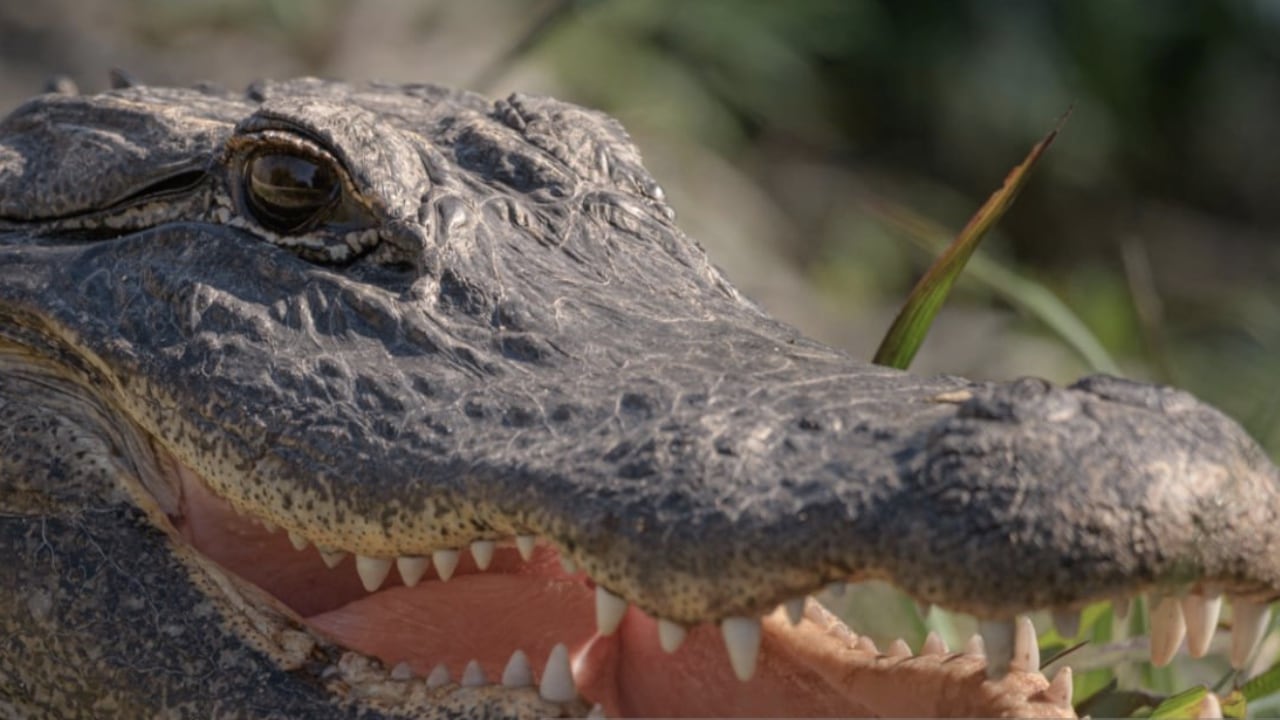 Tras el levantamiento del cuerpo, este fue trasladado a medicina legal donde los expertos realizarán una autopsia a la víctima para conocer los detalles sobre su muerte.