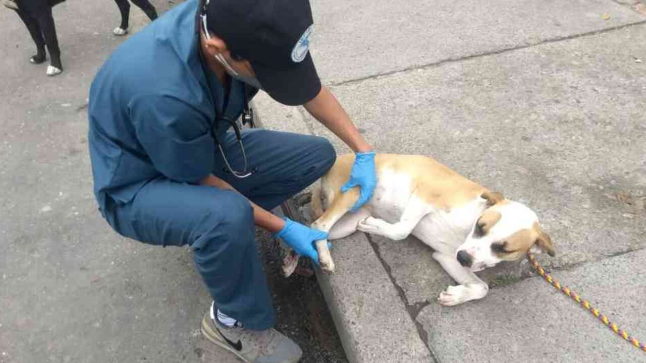 Coronavirus: continúan urgencias veterinarias para animales callejeros