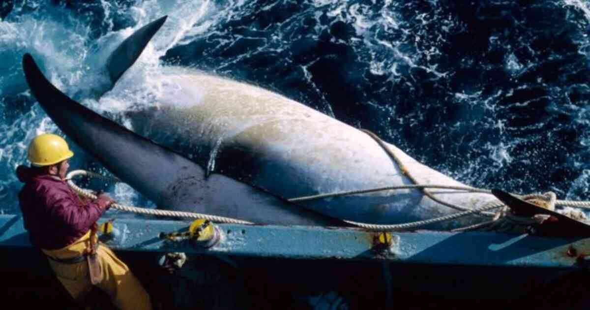 La nación isleña ha matado a 1.505 ballenas, cuya carne se ha vendido principalmente a Japón. 