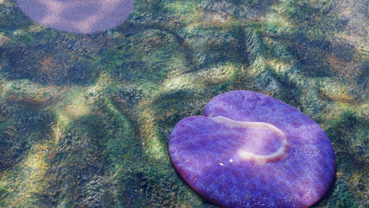 Un grupo de investigadores ha hallado un fósil marino de 555 millones de años en Australia, marcando un hito en la paleontología al presentar el organismo más antiguo, cuyo descubrimiento redefine la cronología de la vida en la Tierra.