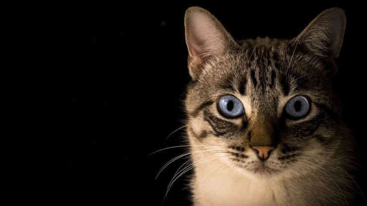 "Music for Cats" es el nombre del disco.