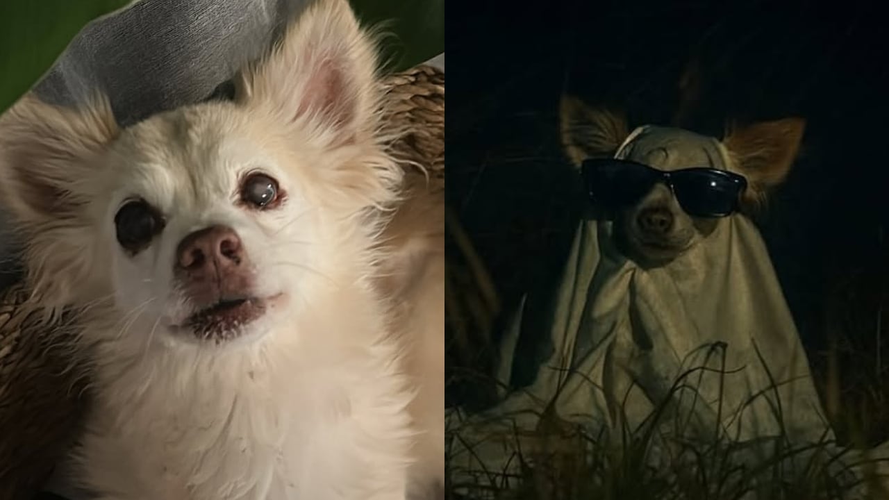 Champiñón, el perrito protagonista de la serie.
