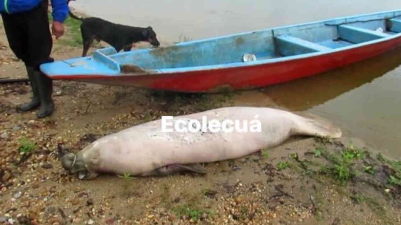 Este fue el manatí hallado muerto en la Ciénaga de Paredes, en jurisdicción de Puerto Wilches. Foto: Ecolecuá