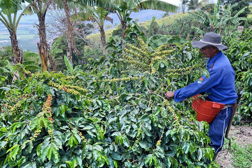 En Colombia alrededor de 500.000 familias viven del llamado café suave colombiano.