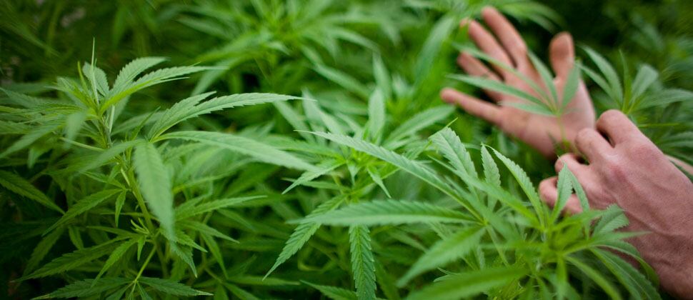 El consumo del cannabis de uso adulto podría comenzar a los 18 años de edad.