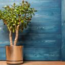 El árbol de jade simboliza el dinero.