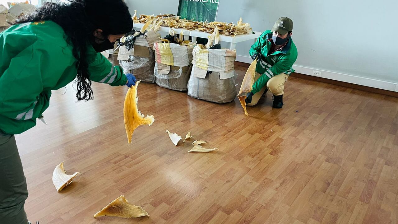 Autoridades se incautan de 3493 aletas de tiburón que iban a ser enviadas a Hong Kong desde el aeropuerto El Dorado