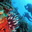 Fueron varios los científicos que descubrieron esta nueva especia a 1.100 metros de profundidad.