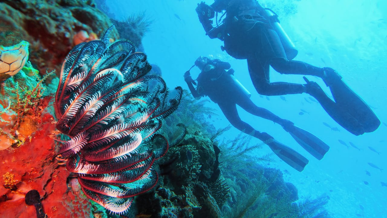Fueron varios los científicos que descubrieron esta nueva especia a 1.100 metros de profundidad.