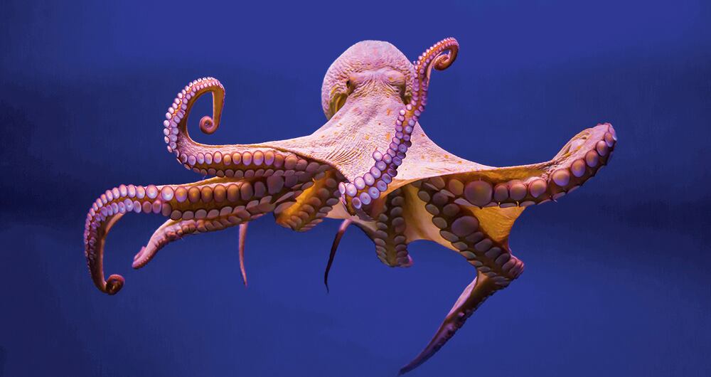 Temperaturas podrían afectar a los pulpos