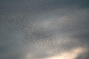 Así se ve una nube de insectos volando por Cali, lo que advierte que se debe tener mucha precaución, ya que hay aumentos de casos con dengue, que estos insectos transmite. La Secretaría de Salud de Cali informó que pese a esfuerzos de la administración el brote de dengue sigue activo, el llamado es a no bajar la guardia.