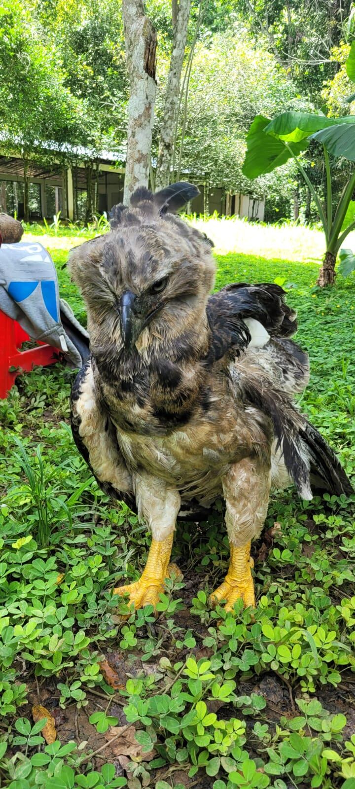 Aguila Harpía, habita en bosques lluviosos