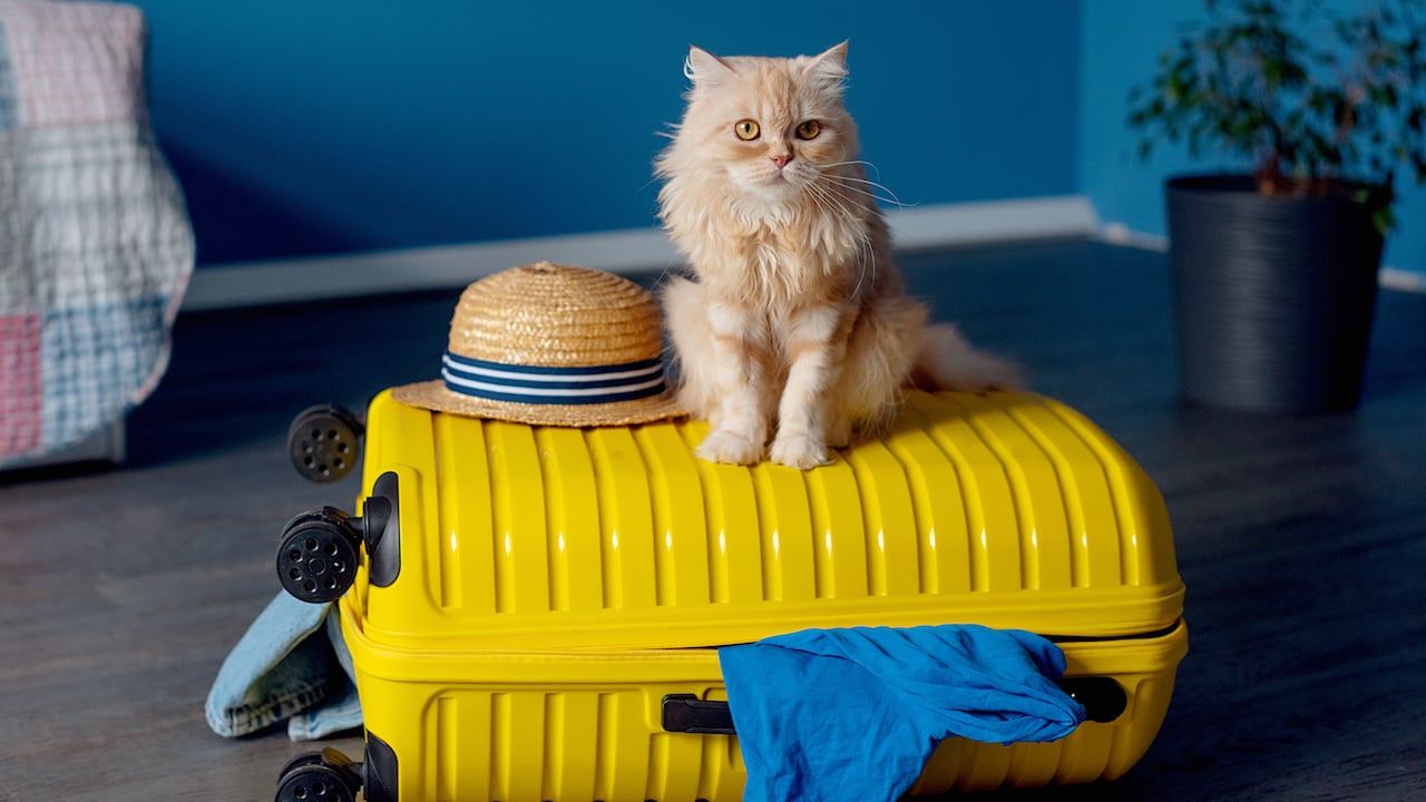 Consulte con anterioridad cuáles son los documentos que debe presentar para poder viajar con su gato en avión