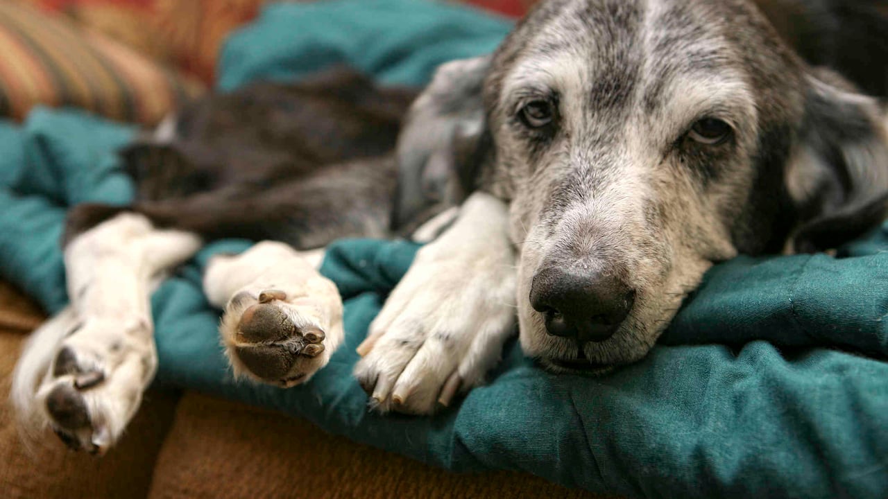 La insuficiencia renal en los perros puede ser aguda y crónica.