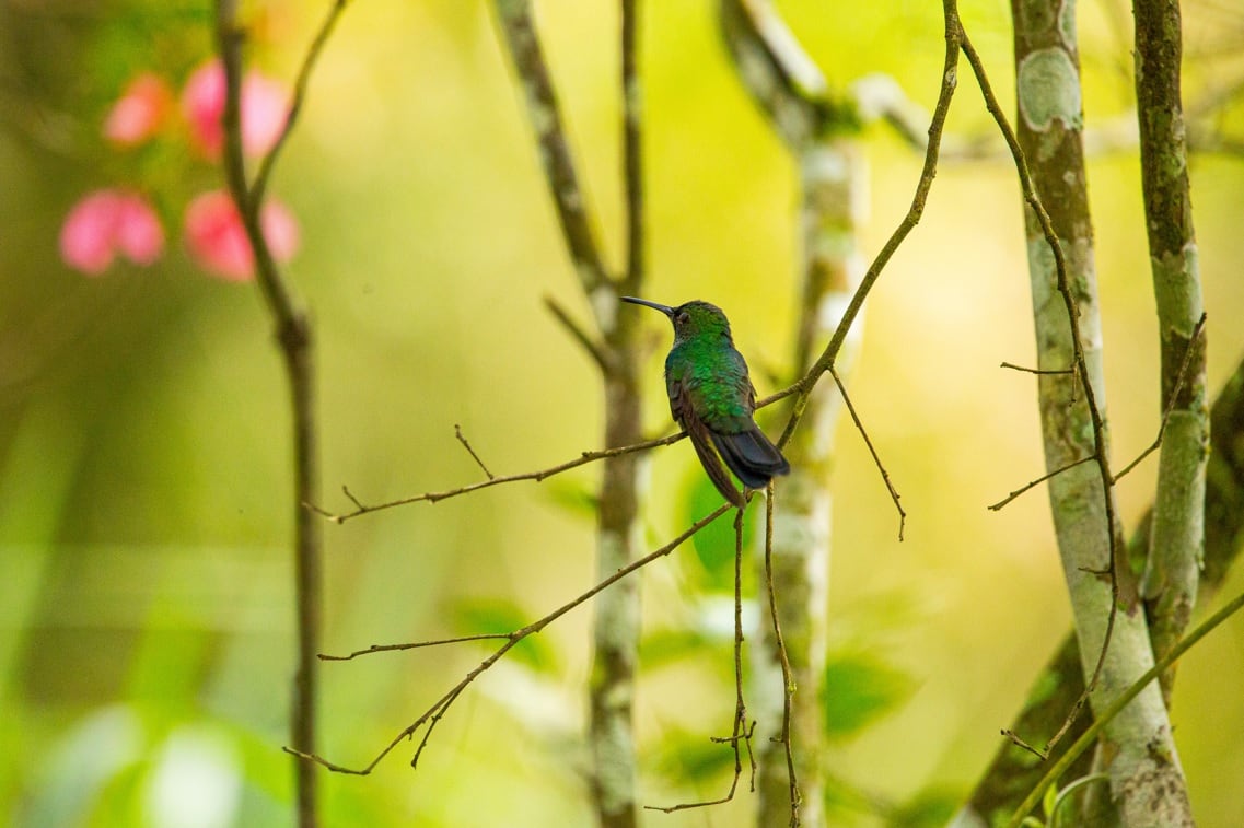 De acuerdo con el GBCI, actualmente el país ocupa la tercera posición en Latinoamérica con más proyectos de construcción verde certificados.