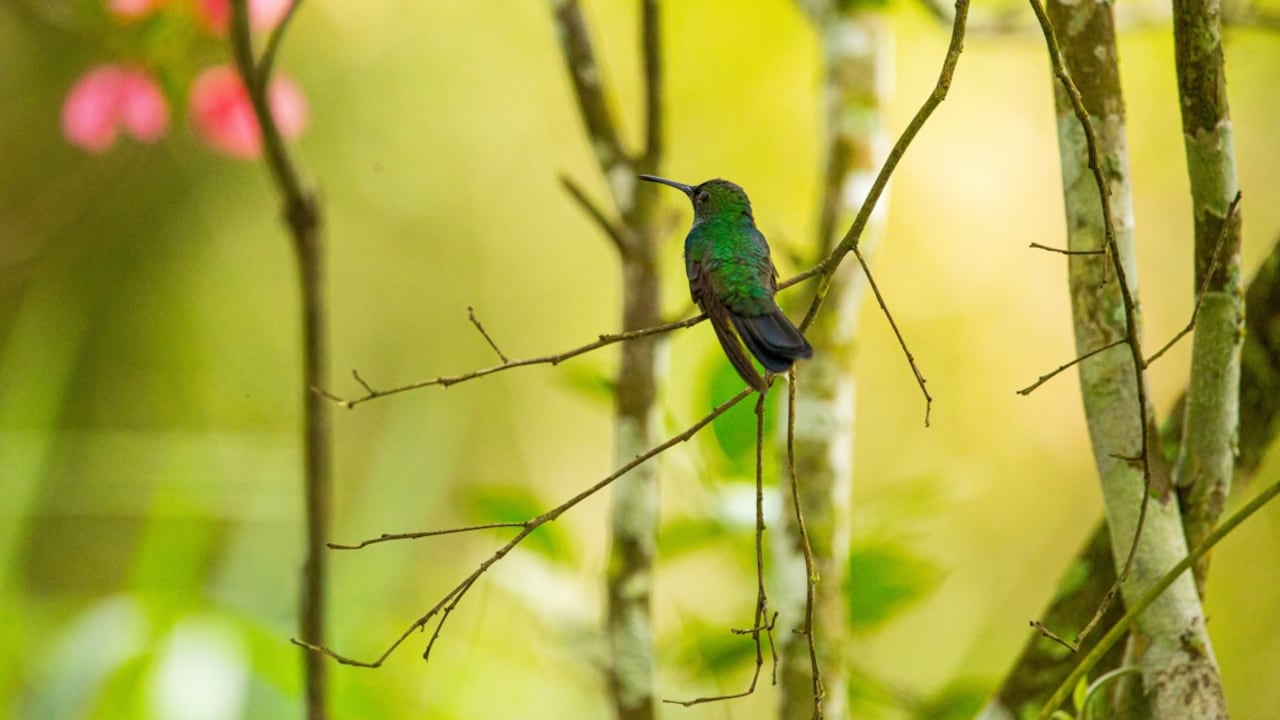 De acuerdo con el GBCI, actualmente el país ocupa la tercera posición en Latinoamérica con más proyectos de construcción verde certificados.