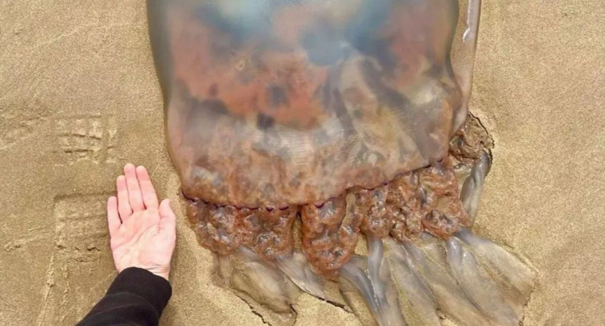 Amy vio la enorme medusa en Gales