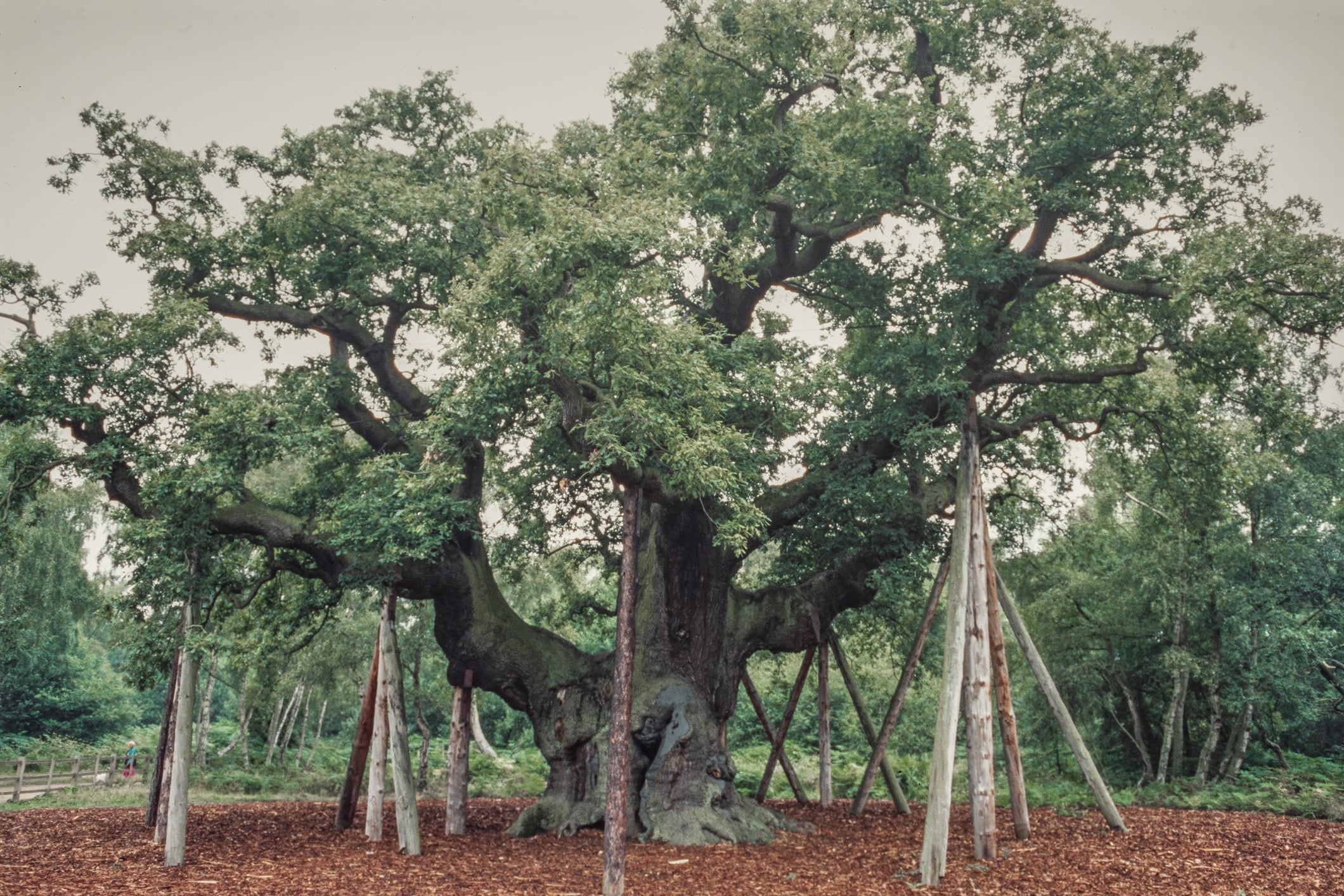 Imagen horizontal de un bosque que muestra el Major Oak en el bosque de Sherwood: un roble antiguo y enorme con un tronco ancho y retorcido, ramas robustas y extendidas sostenidas por puntales de madera, un follaje verde y denso, el suelo cubierto de hojas, la vegetación forestal circundante, una luz diurna suave y una atmósfera boscosa, histórica y tranquila vinculada al patrimonio natural inglés