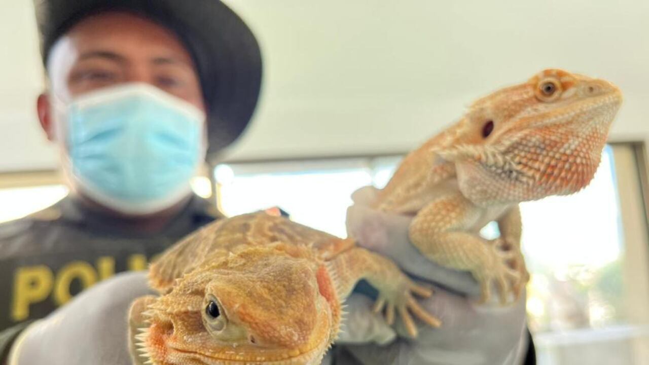 Crueldad: así es el tráfico de animales en tiempos de Semana Santa