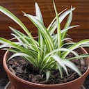 A la planta mala madre se le atribuyen beneficios para la salud.