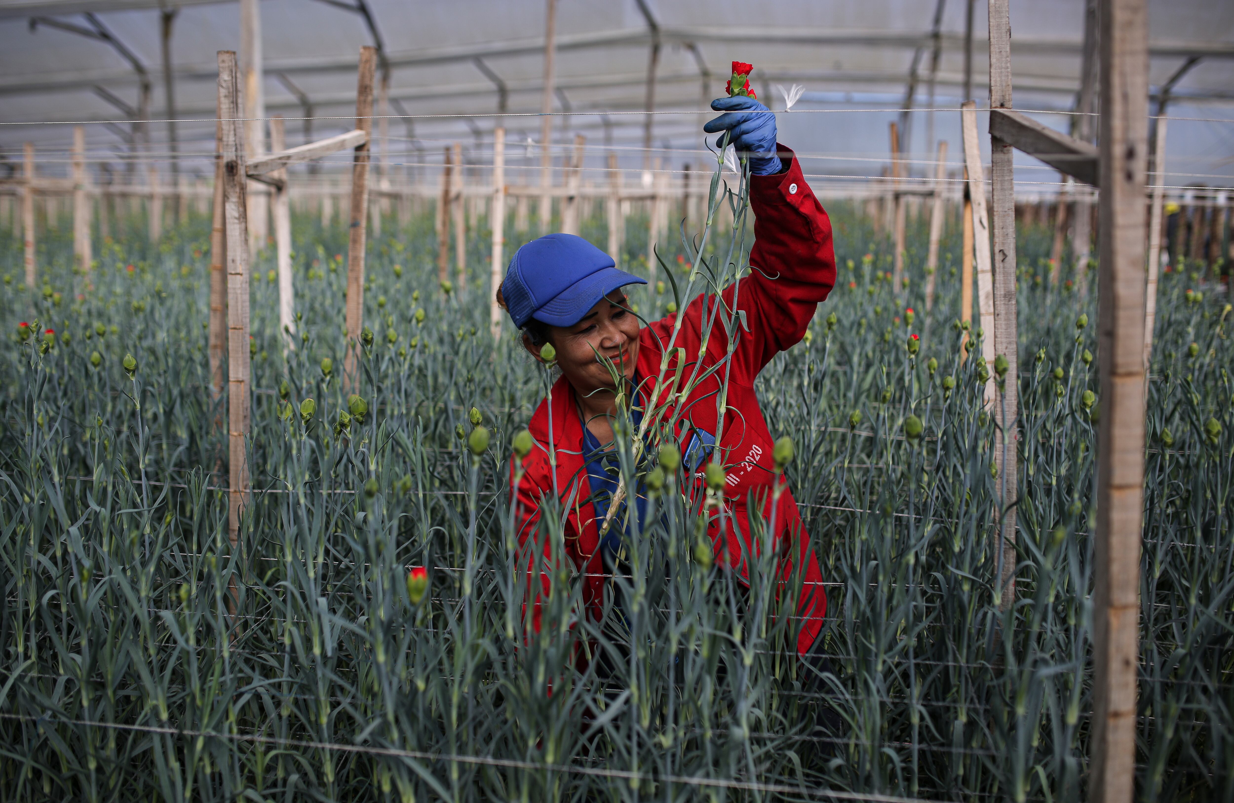 Flores, el regalo tradicional en el día de la madre