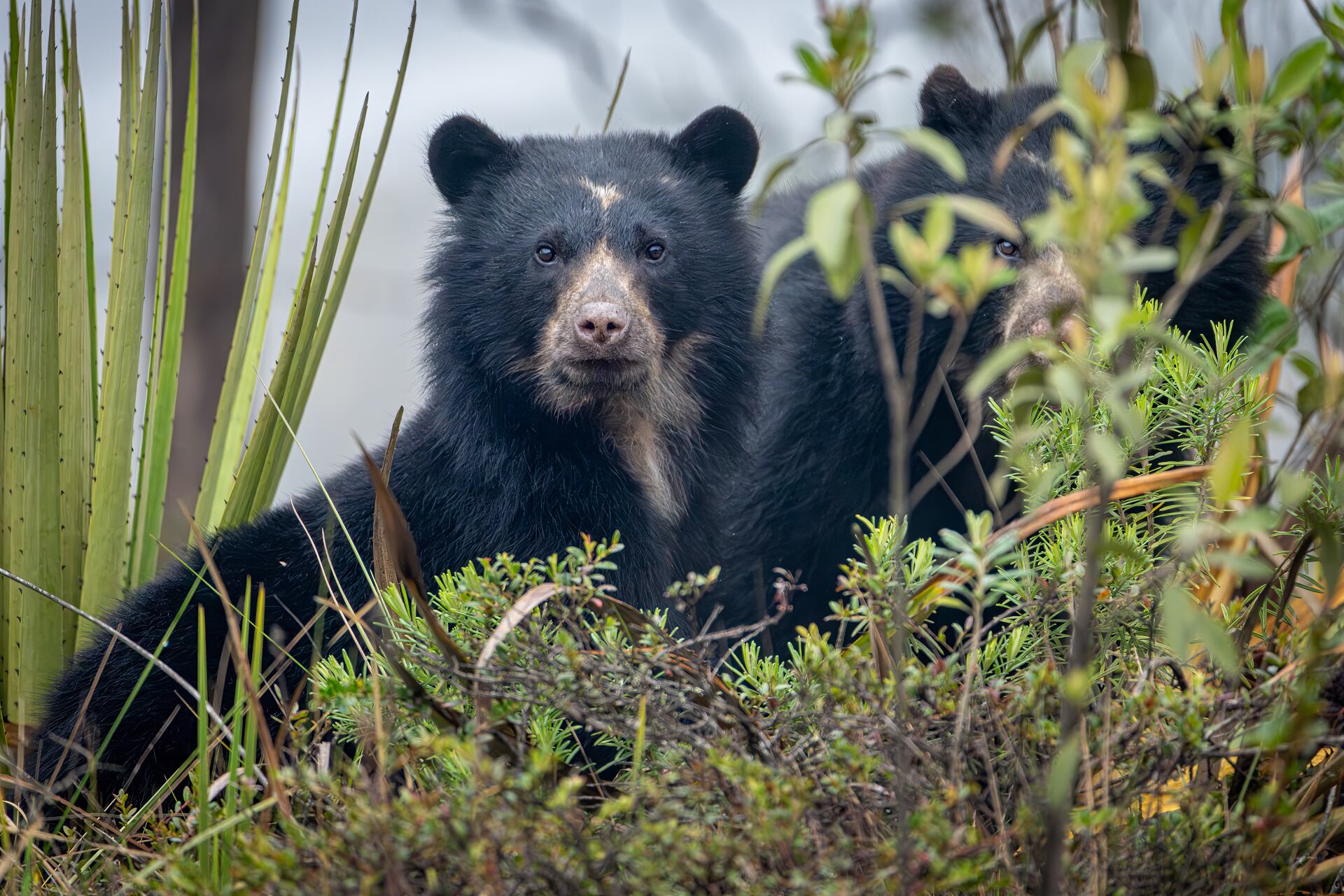 Fotografiar osos de anteojos tiene varios desafíos.
