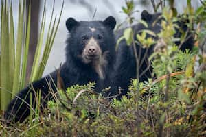 Fotografiar osos de anteojos tiene varios desafíos.