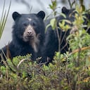 Fotografiar osos de anteojos tiene varios desafíos.