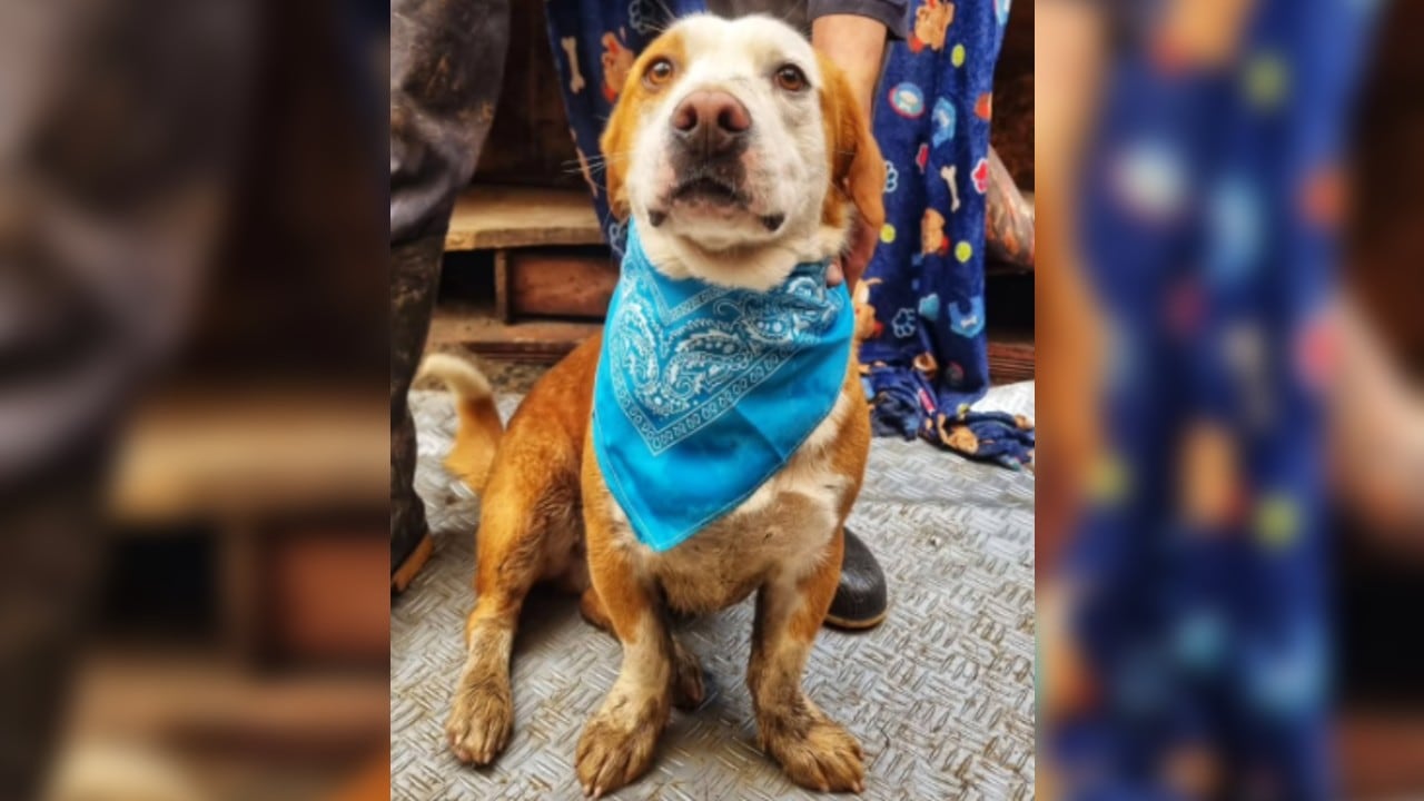 Chico es considerado por el refugio como un perro amoroso, noble, juicioso y agradecido.