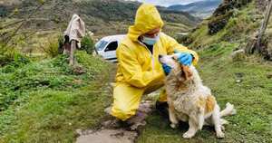Cientos de animales han podido ser salvados durante el confinamiento obligatorio, gracias a la intervención oportuna de los veterinarios del Instituto Distrital de Protección y Bienestar Animal. Foto: IDPYBA