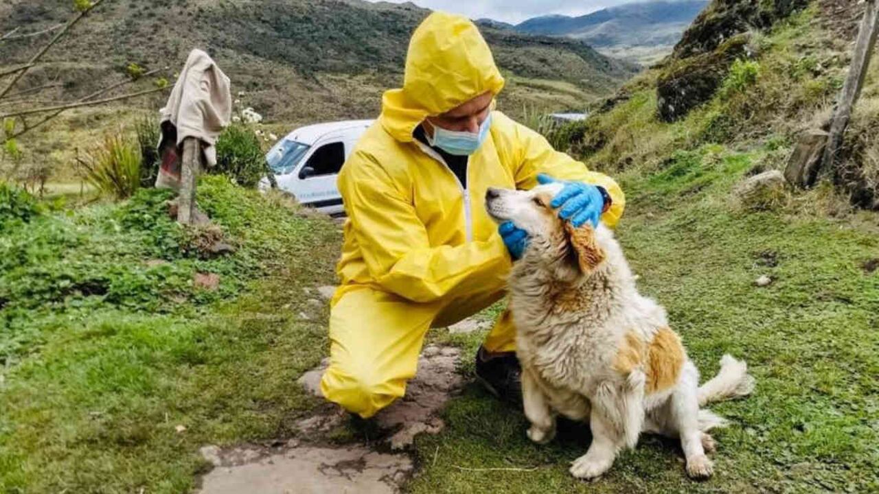 Cientos de animales han podido ser salvados durante el confinamiento obligatorio, gracias a la intervención oportuna de los veterinarios del Instituto Distrital de Protección y Bienestar Animal. Foto: IDPYBA