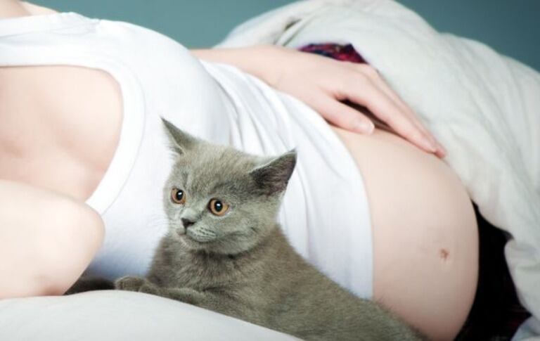 Los gatos requieren que se les haga limpieza constante en su pelo. Foto: Ingimage